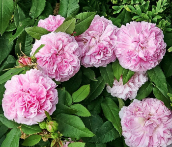 Роза английская Gertrude Jekyll