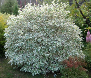 Дерен белый Sibirica Variegata