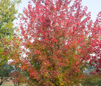 Клен красный October Glory