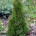 Туя западная Pyramidalis Compacta