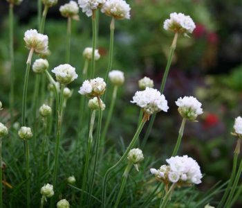 Армерия приморская Morning Star White