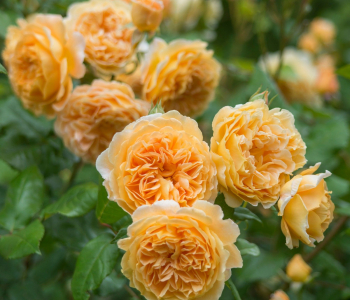 Роза английская Crown Princess Margareta