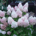 Гортензия метельчатая Magical Sweet Summer
