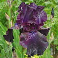 Ирис бородатый Superstition