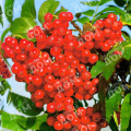 Рябина обыкновенная Бусинка