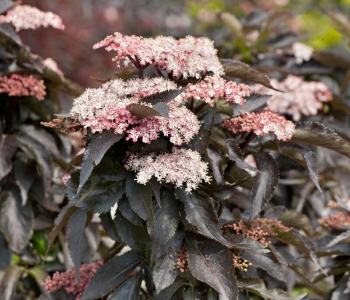 Бузина черная Black Tower