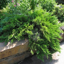 Можжевельник казацкий Rockery Gem