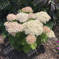 Гортензия древовидная BellaRagazza Blanchetta