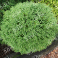 Туя западная Little Champion