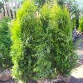 Туя западная Pyramidalis Compacta