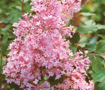 Сирень повторноцветущая Bloomerang Pink Perfume