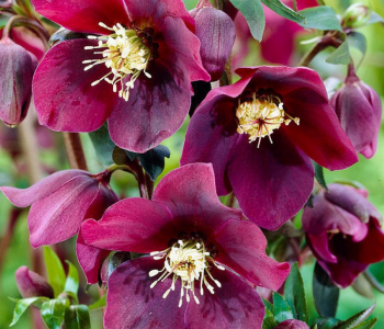 Морозник восточный Red Hybrids