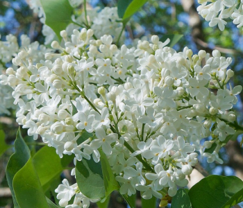 Сирень обыкновенная Miss Ellen Willmot