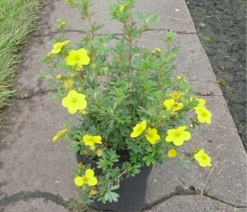 Лапчатка кустарниковая Sommerflor