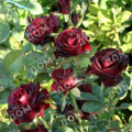 Роза чайно-гибридная Black Baccara (Meilland)