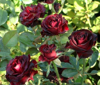 Роза чайно-гибридная Black Baccara (Meilland)