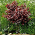 Клен остролистный Crimson King