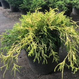 Кипарисовик горохоплодный Golden Mop