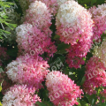 Гортензия метельчатая Touch of Pink