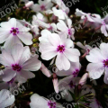 Флокс шиловидный Apple Blossom