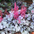 Гейхера Silver Gumdrop 