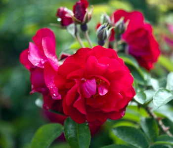 Роза морщинистая Hansaland