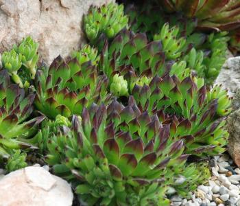 Молодило Reinhard