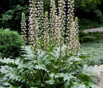 Акант мягкий Latifolius