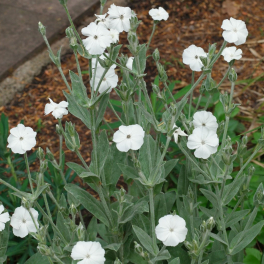 Лихнис корончатый Alba