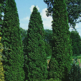 Туя западная Columna