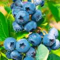 Голубика садовая Bluegold