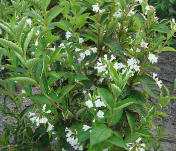 Вейгела Snowflake