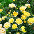 Роза почвопокровная Yellow Fairy