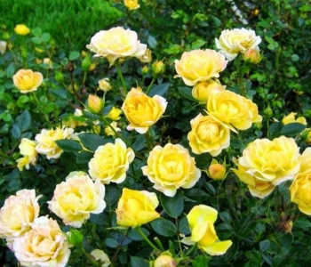 Роза почвопокровная Yellow Fairy