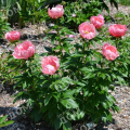Пион молочноцветковый Lovely Rose