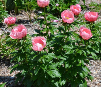 Пион молочноцветковый Lovely Rose