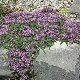 Тимьян ранний Coccineus