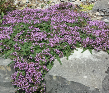 Тимьян ранний Coccineus