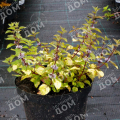 Мята имбирная Ginger Mint