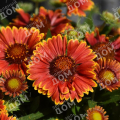 Гайлардия гибридная Spintop Orange Halo