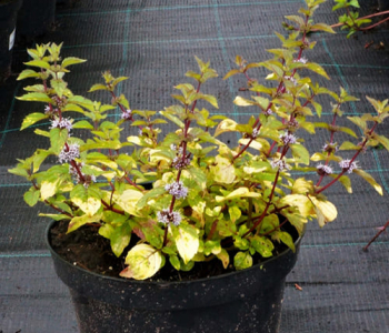 Мята имбирная Ginger Mint
