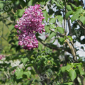 Сирень обыкновенная Marechal Foch