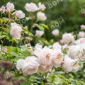 Роза английская Desdemona