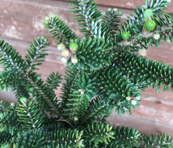 Пихта корейская Helga