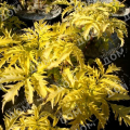 Бузина красная Sutherland Gold