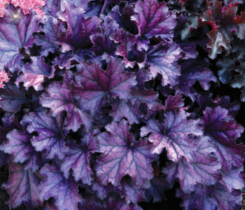 Гейхера Rex Purple