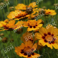 Кореопсис крупноцветковый Sun Kiss