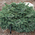 Ель колючая Waldbrunn