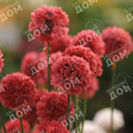 Армерия приморская Ballerina Red