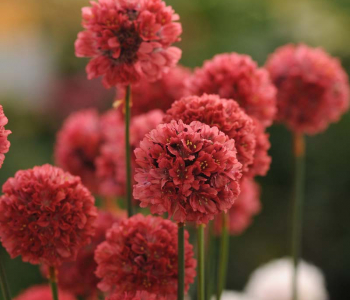 Армерия приморская Ballerina Red